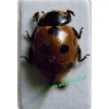 Coccinella septempunctata Linnaeus, 1758 Biedronka siedmiokropka